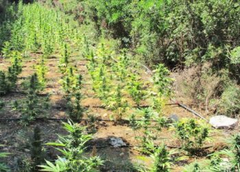 الشرطة اليونانية تعثر علي مزرعة للقنب في جزيرة كريت