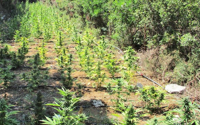 الشرطة اليونانية تعثر علي مزرعة للقنب في جزيرة كريت