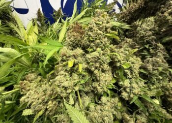 اليونان تعتقل 6 اشخاص بتهمة زراعة الحشيش