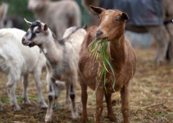 تفشي طاعون الماعز في اليونان